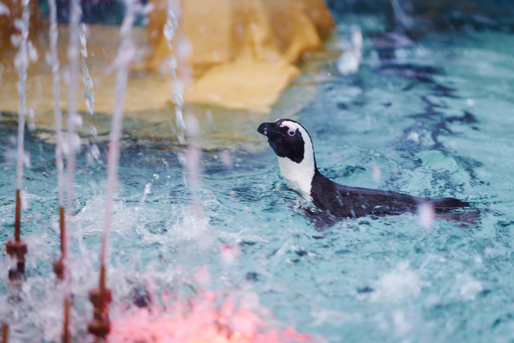 噴水で泳ぐケープペンギン