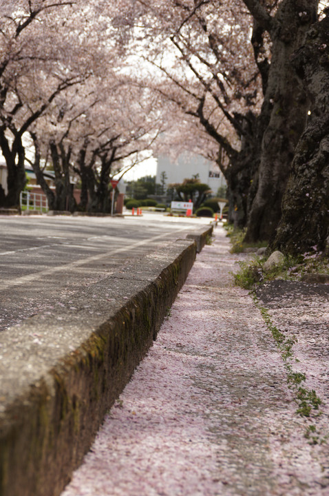 桜じゅうたん2012