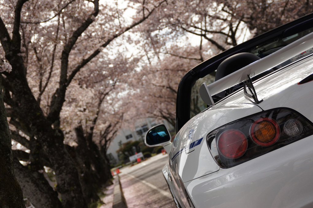 車と桜2012