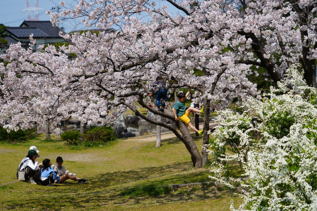 春、桜遊び