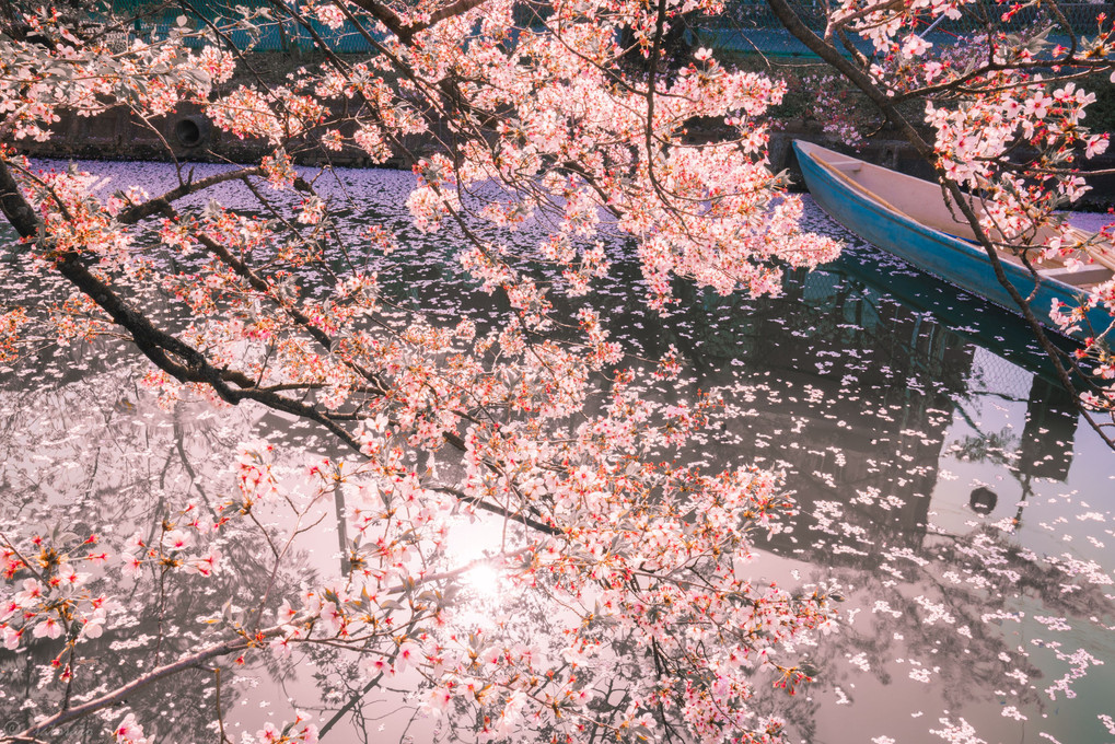 砂子水路の桜