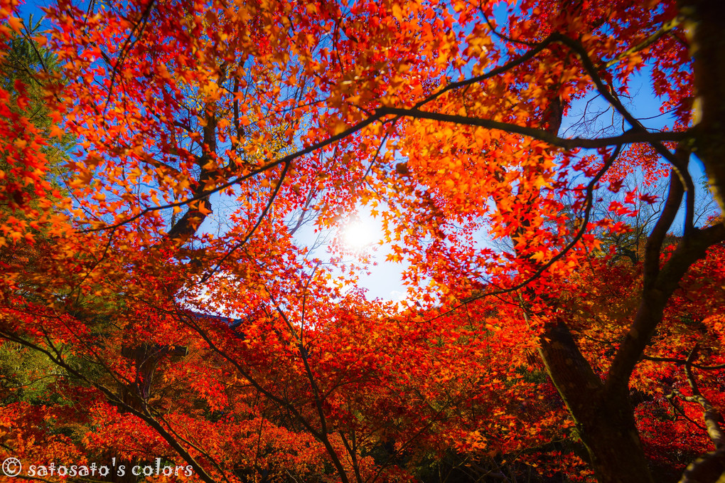 極彩色の秋