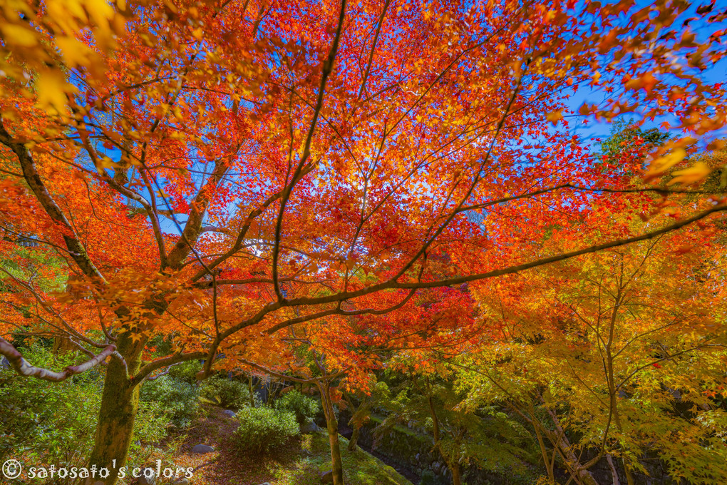極彩色の秋