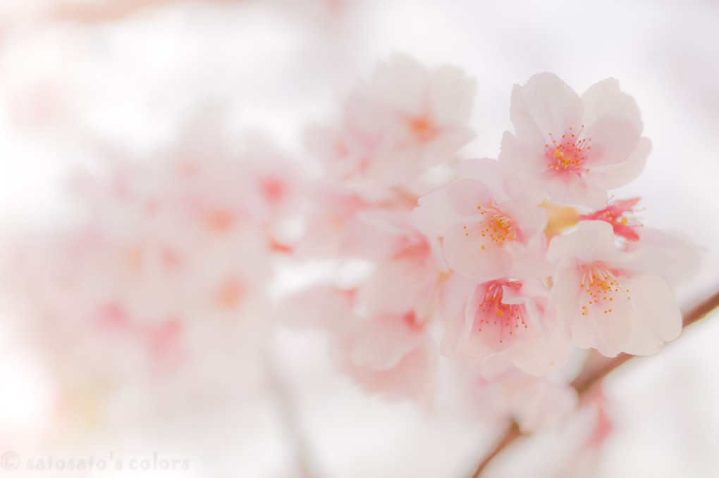 蜂須賀桜