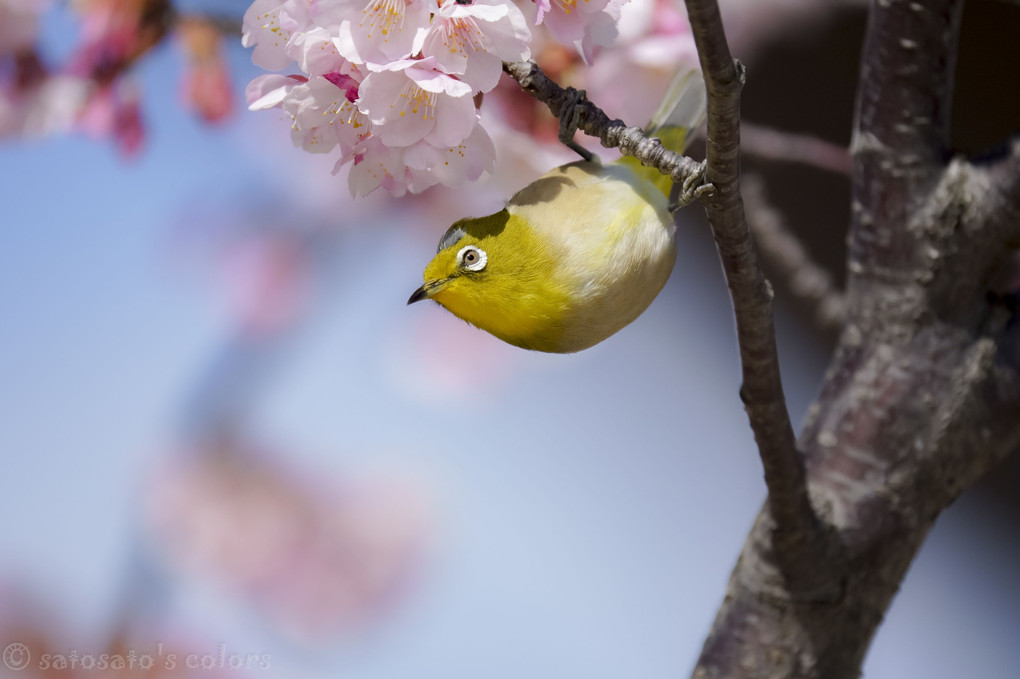 さくらジロー写真集