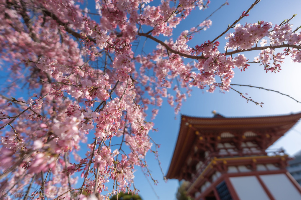 四天王寺の枝垂れ桜