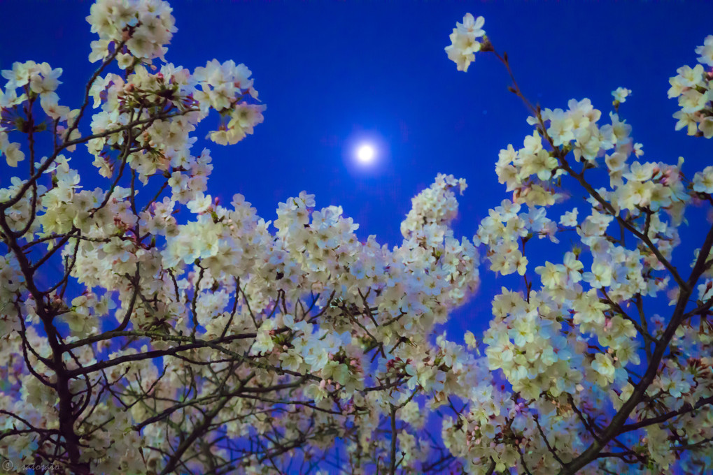 月光の桜
