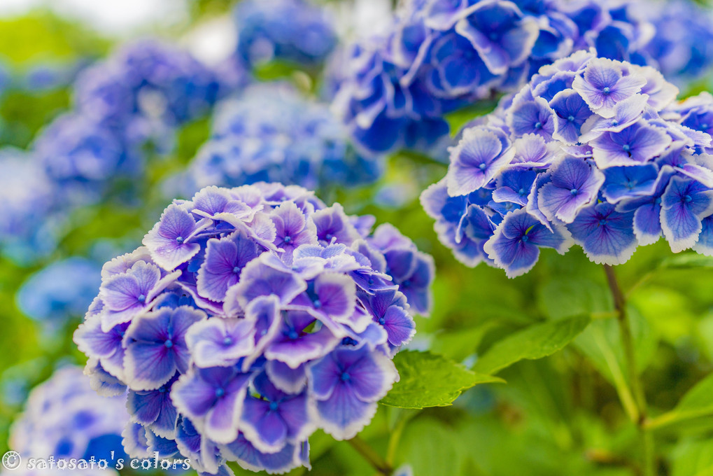 梅雨の紫陽花