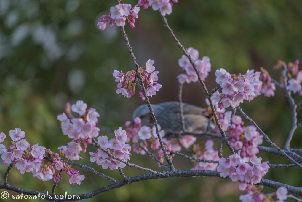 蜂須賀桜