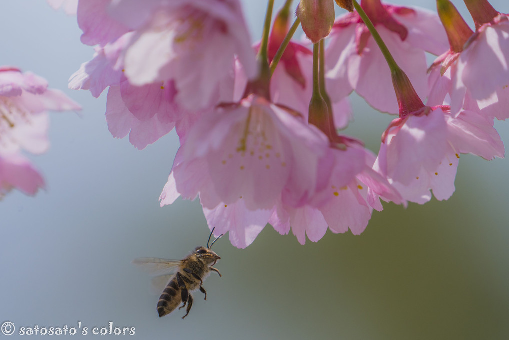 honeybee & sakura
