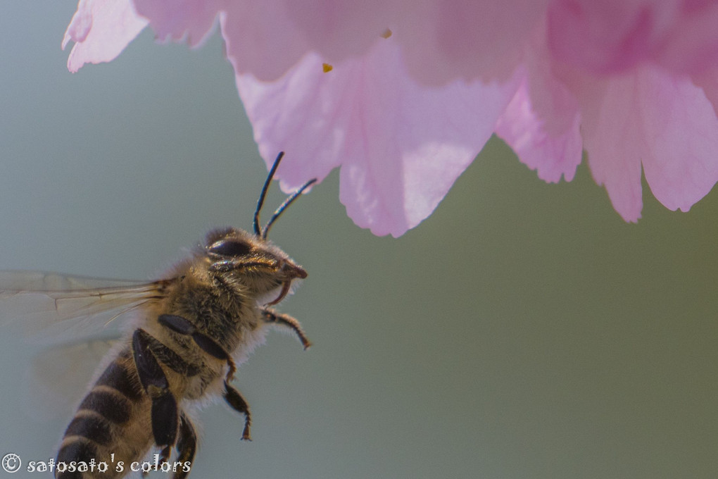 honeybee & sakura