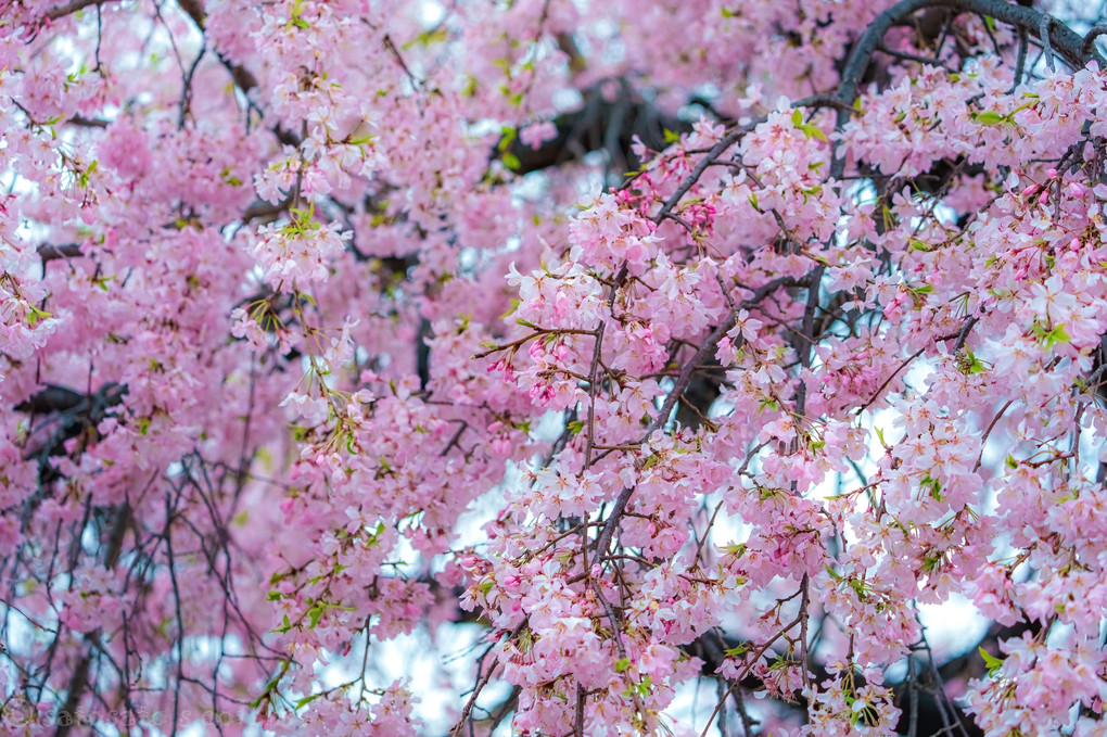 あんなに寒かったのに、桜はいつも咲くんですね。