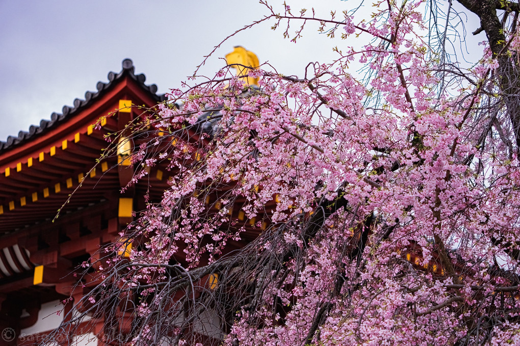 あんなに寒かったのに、桜はいつも咲くんですね。