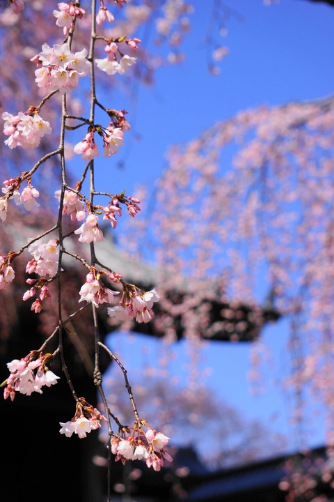 東郷寺枝垂れ桜　2015