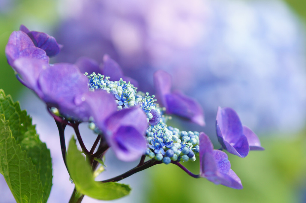 満開の紫陽花