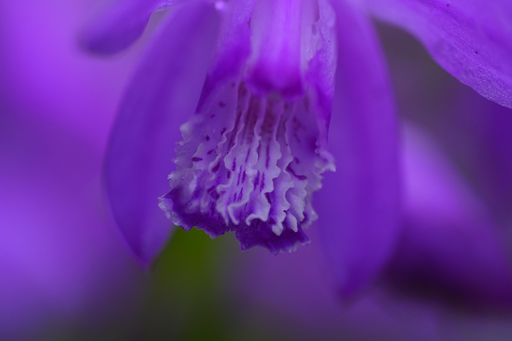紫　蘭