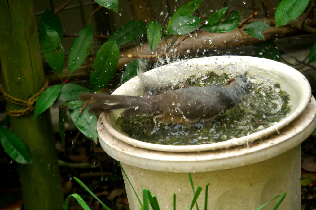 ヒヨドリ　水浴