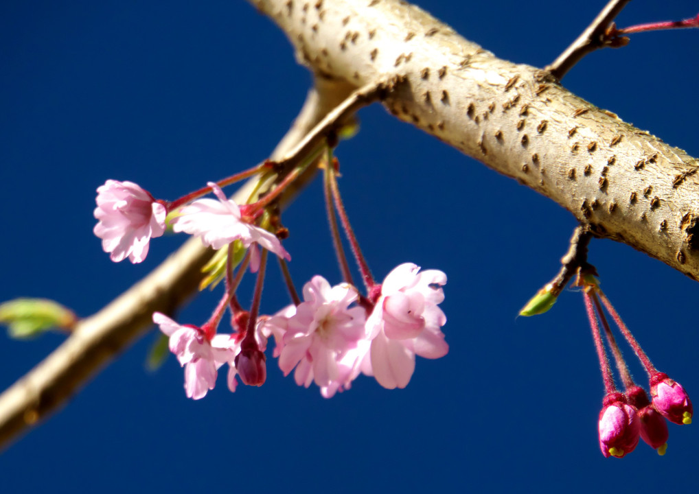 我が家の開花宣言