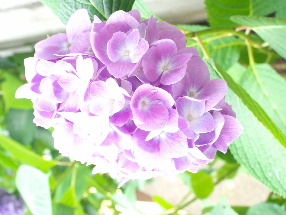 ピンク紫陽花