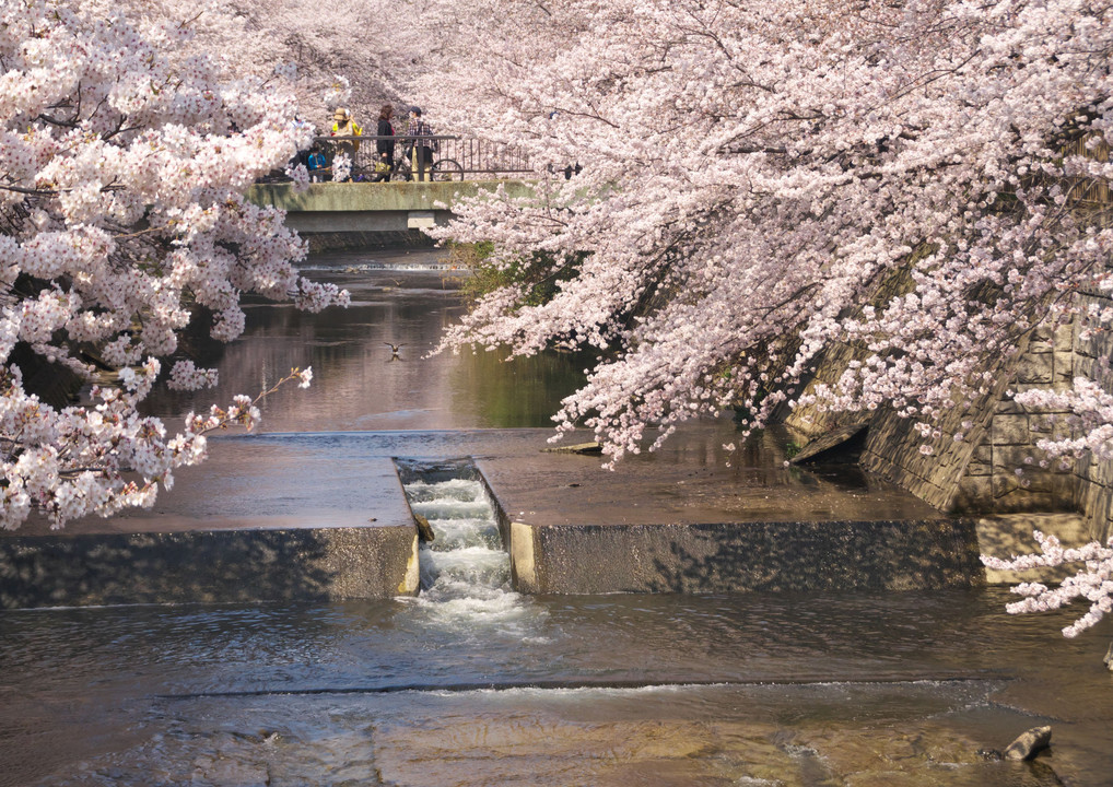 恩田川の桜　２