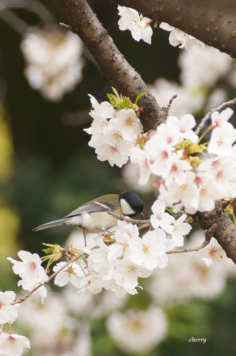 桜とシジュウカラ