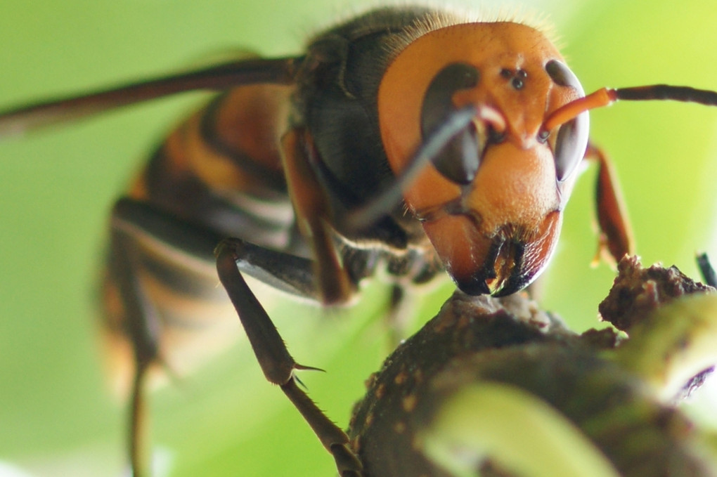 梨の枝で食事中の大スズメバチ