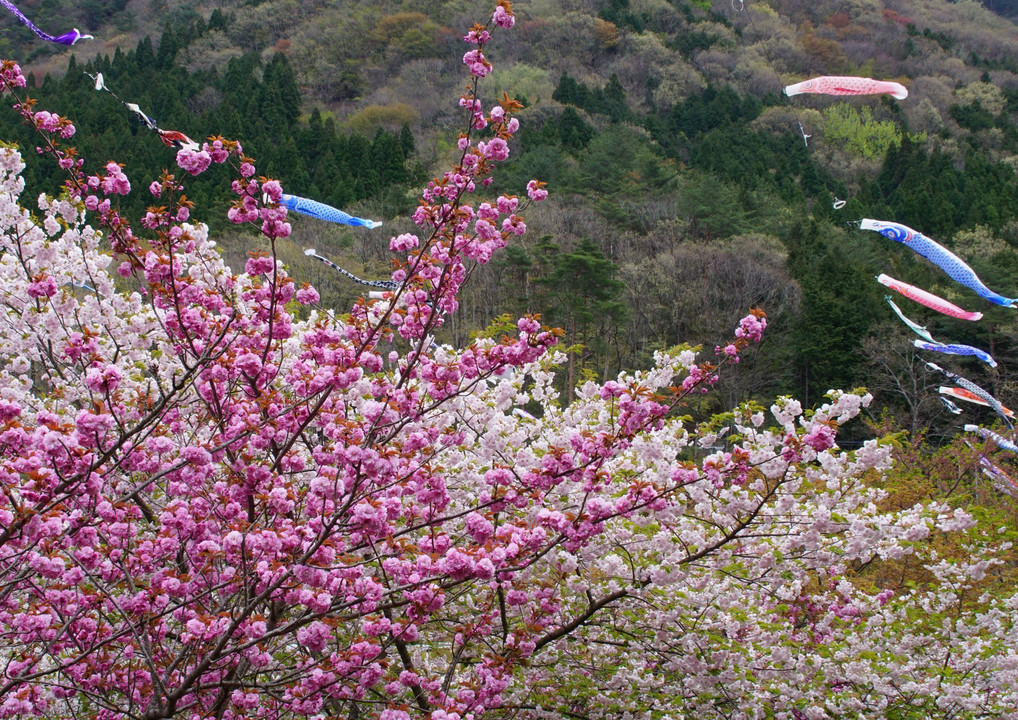 桜　＆　鯉幟　