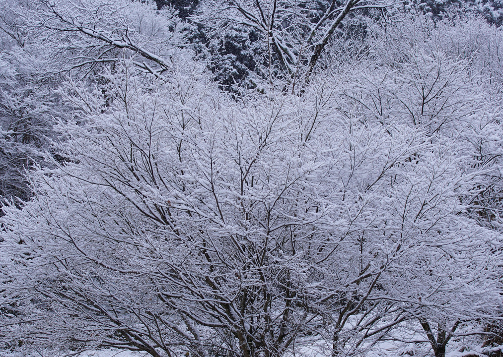 雪景色　(3)