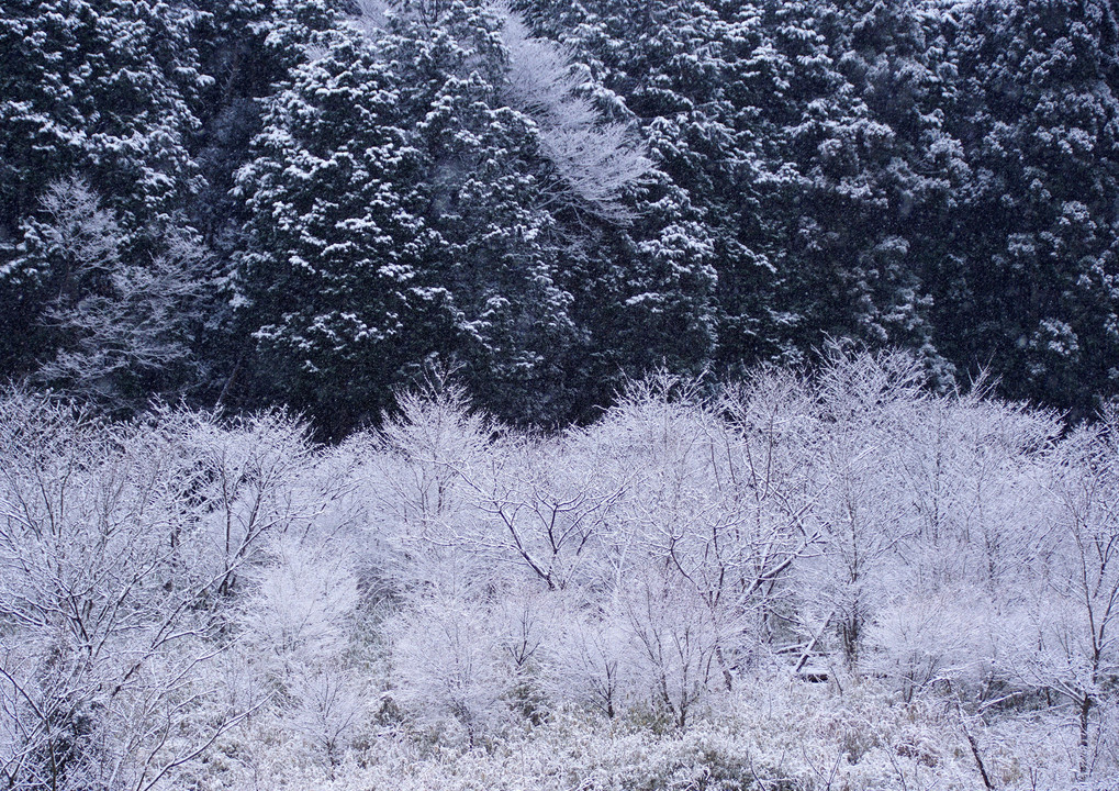 雪景色　(3)
