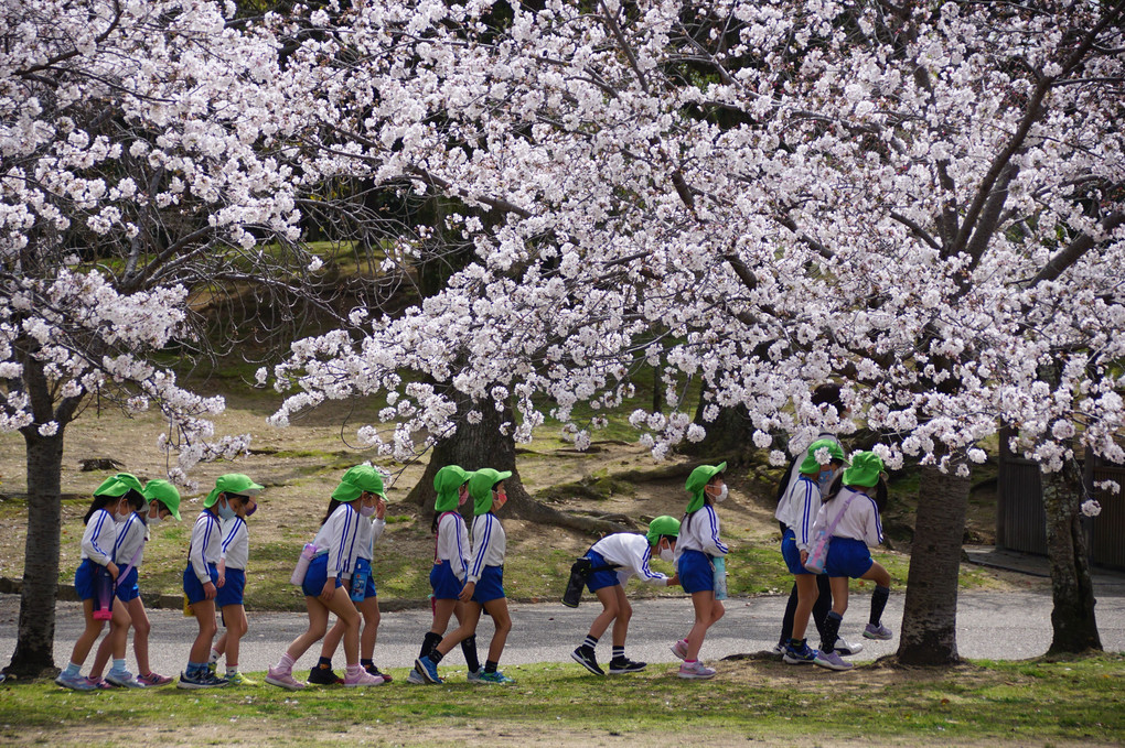 短期　花見年の模様