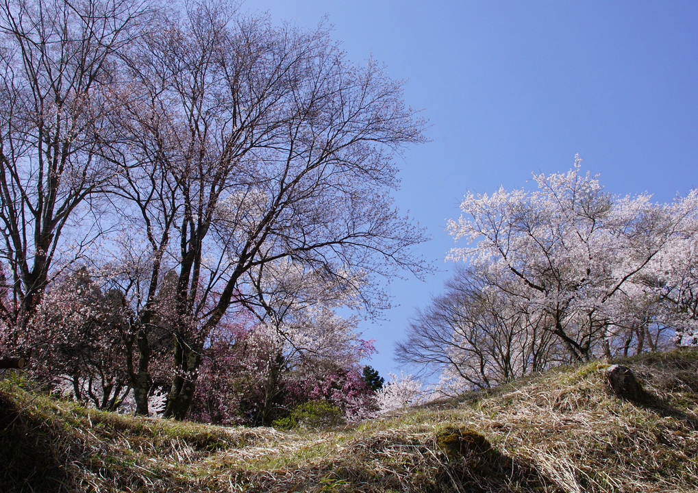山寺の桜　