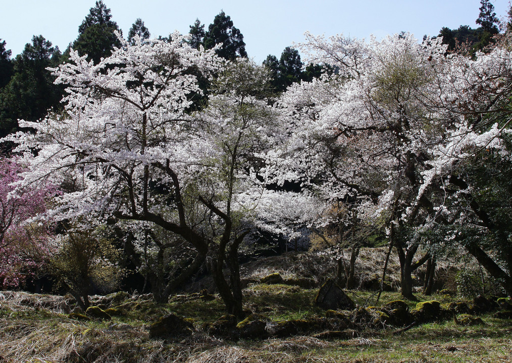 山寺の桜　