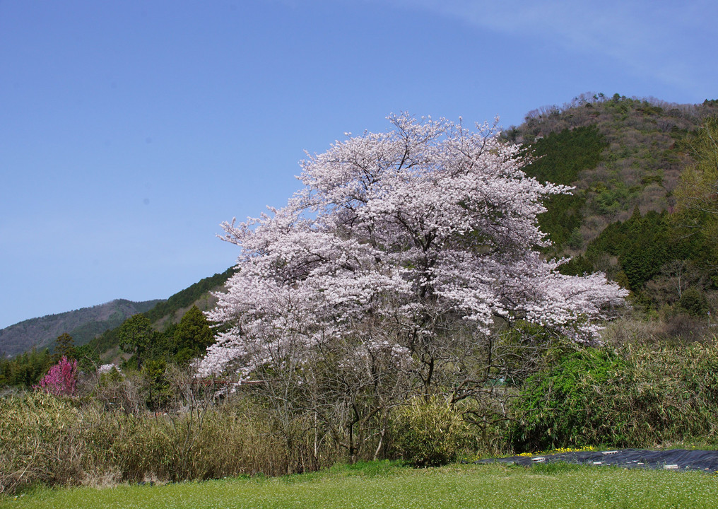 桜　　続き