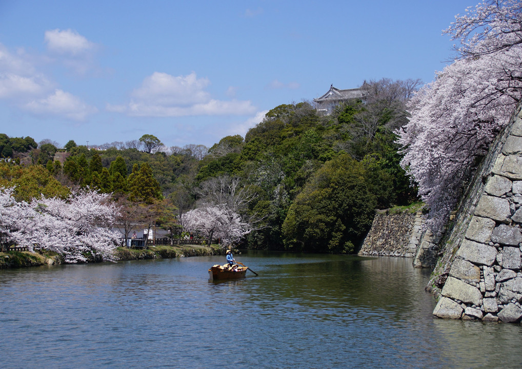 桜の姫路城　