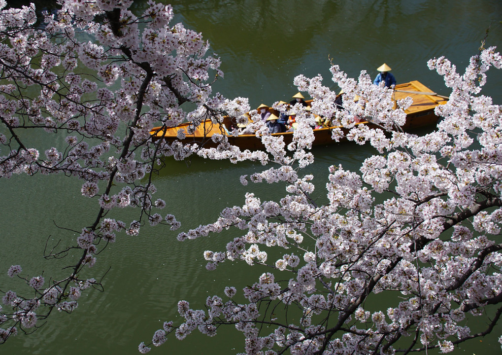 桜の姫路城　