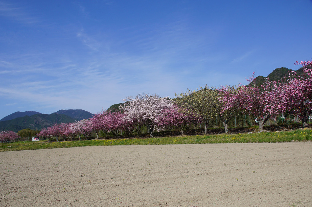 加納の桜