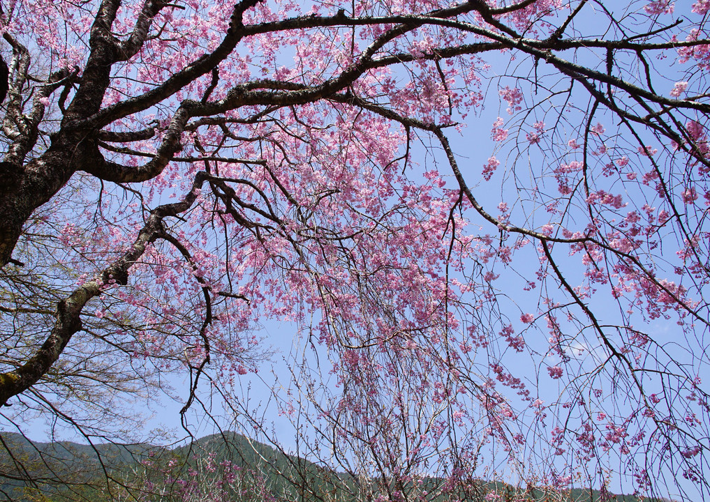 裏山の桜景色