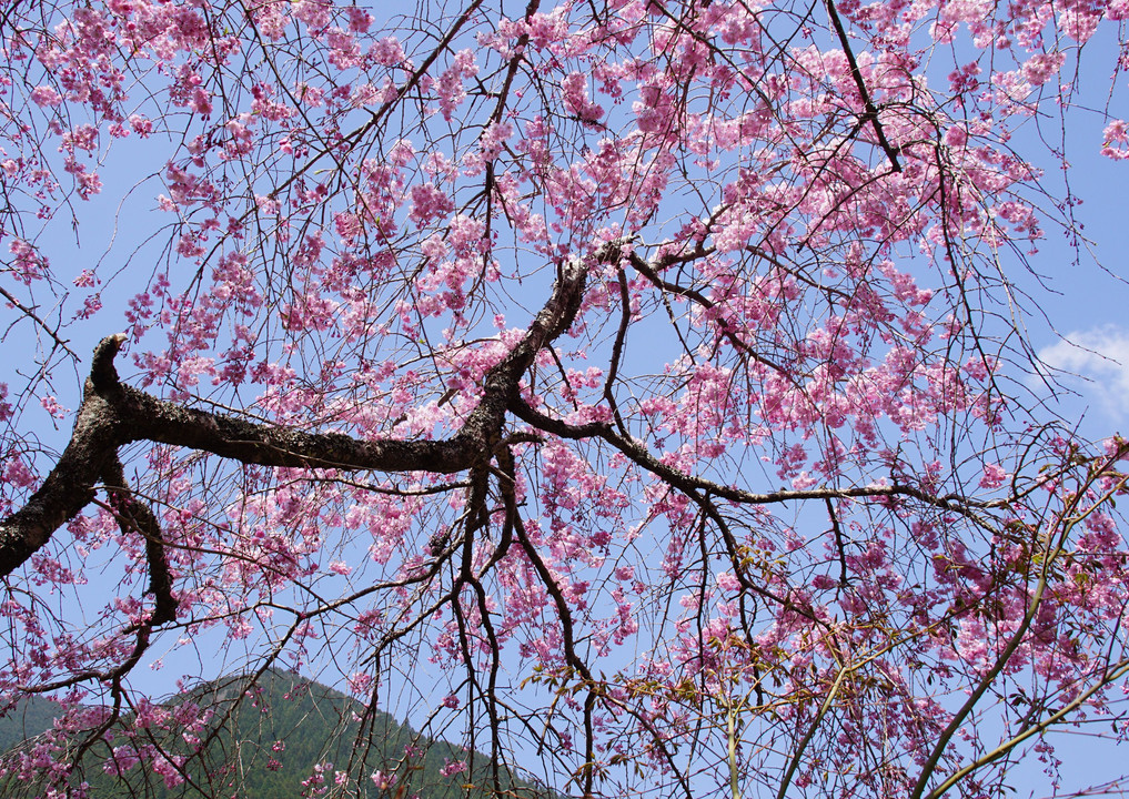 裏山の桜景色