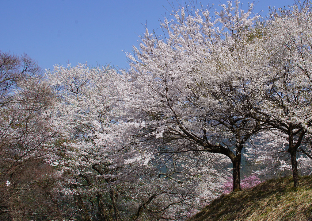 追　桜だより　2　