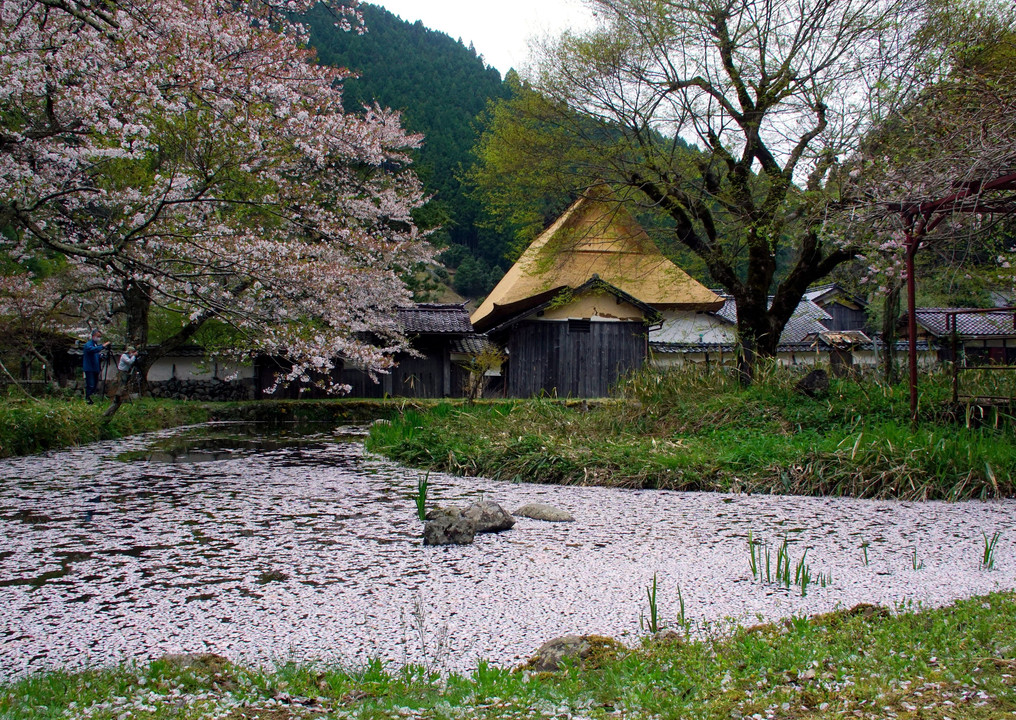 続　春の池面