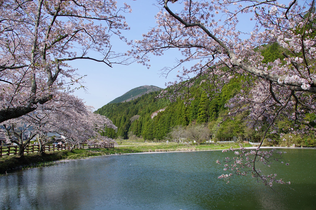 里の春　溜池の桜　