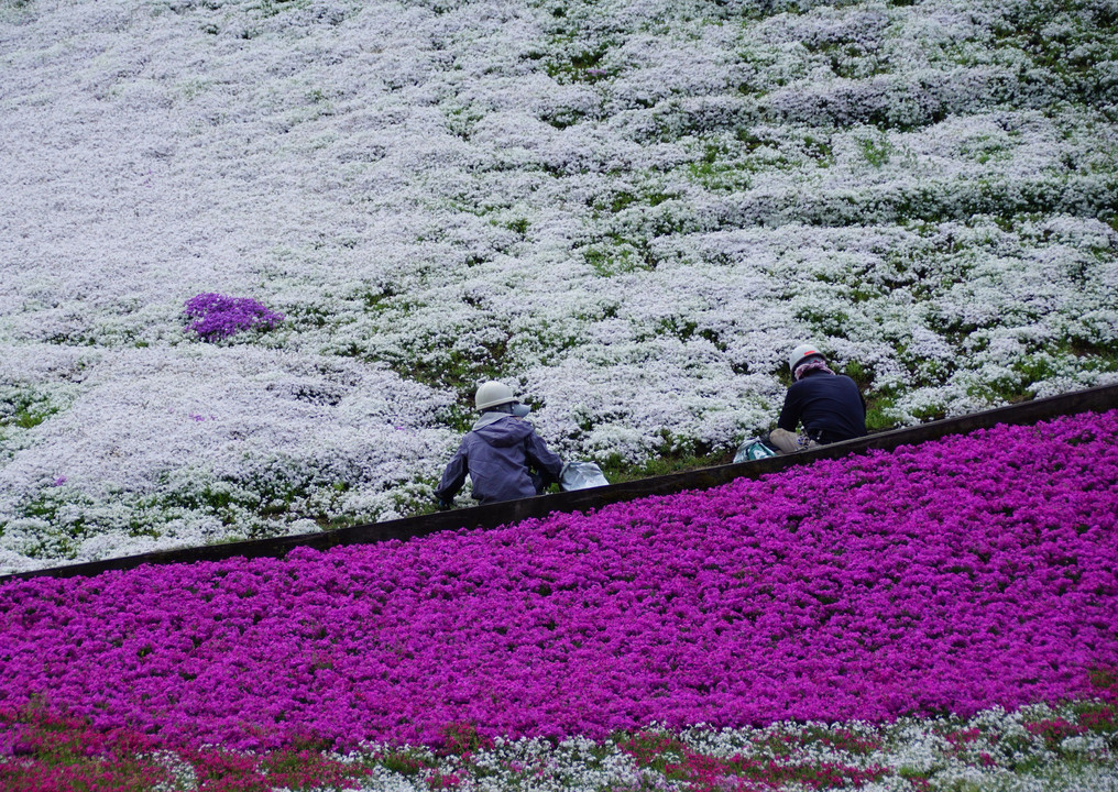 春の景色　8　