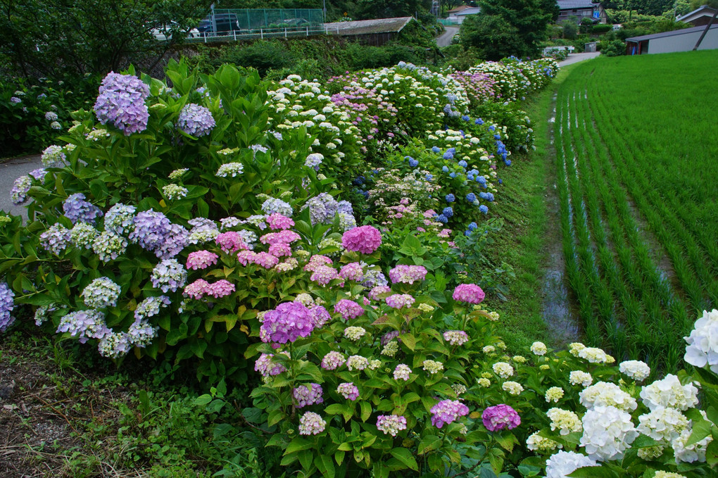 紫陽花の里　　