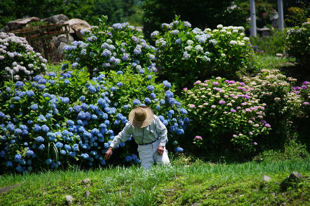 紫陽花の里　　