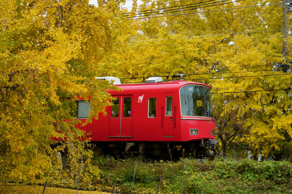 黄葉と赤い電車