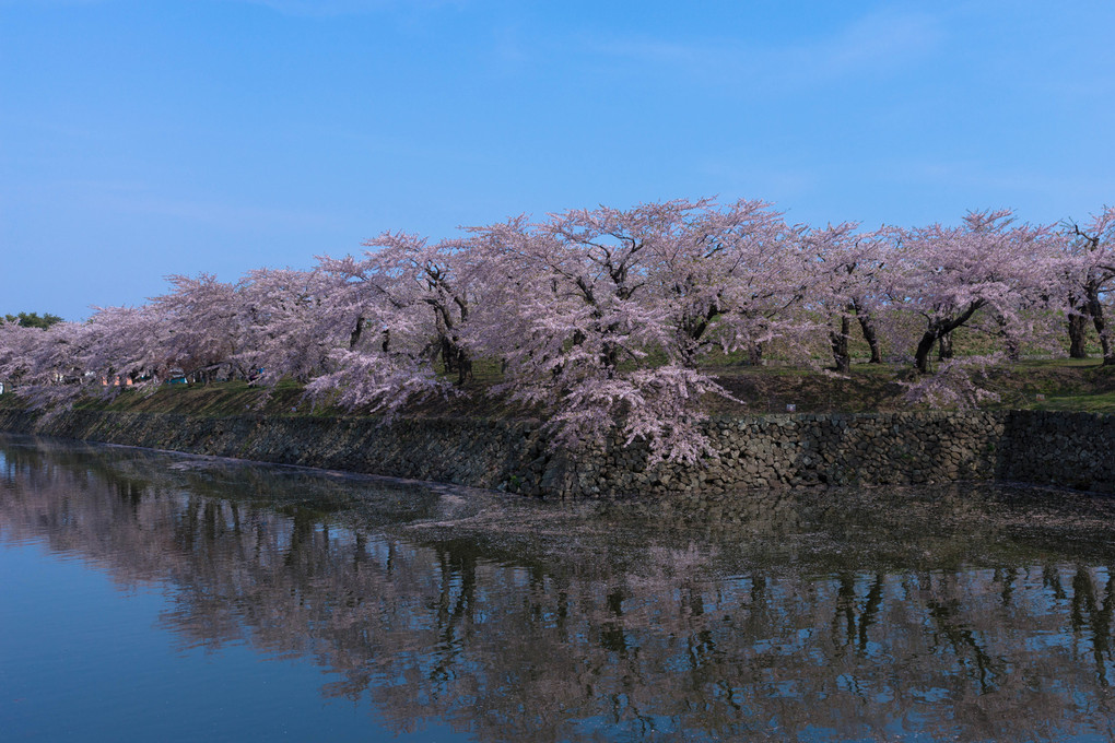 桜 〜 五稜郭公園