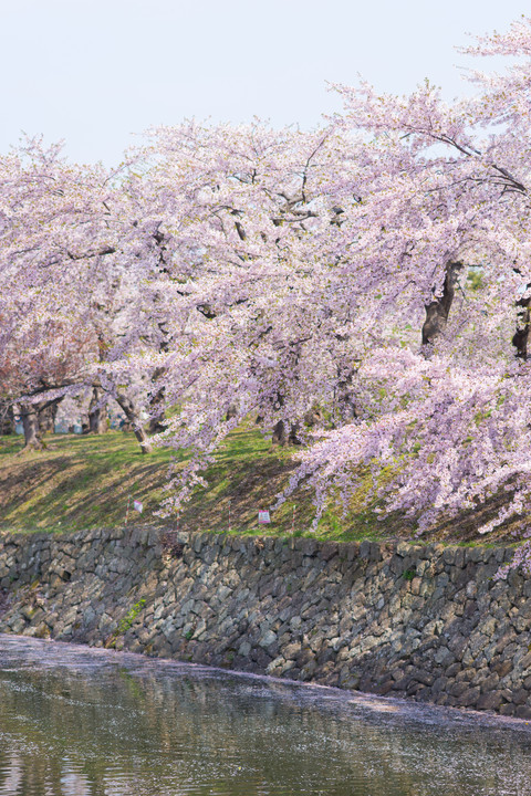 桜 〜 五稜郭公園