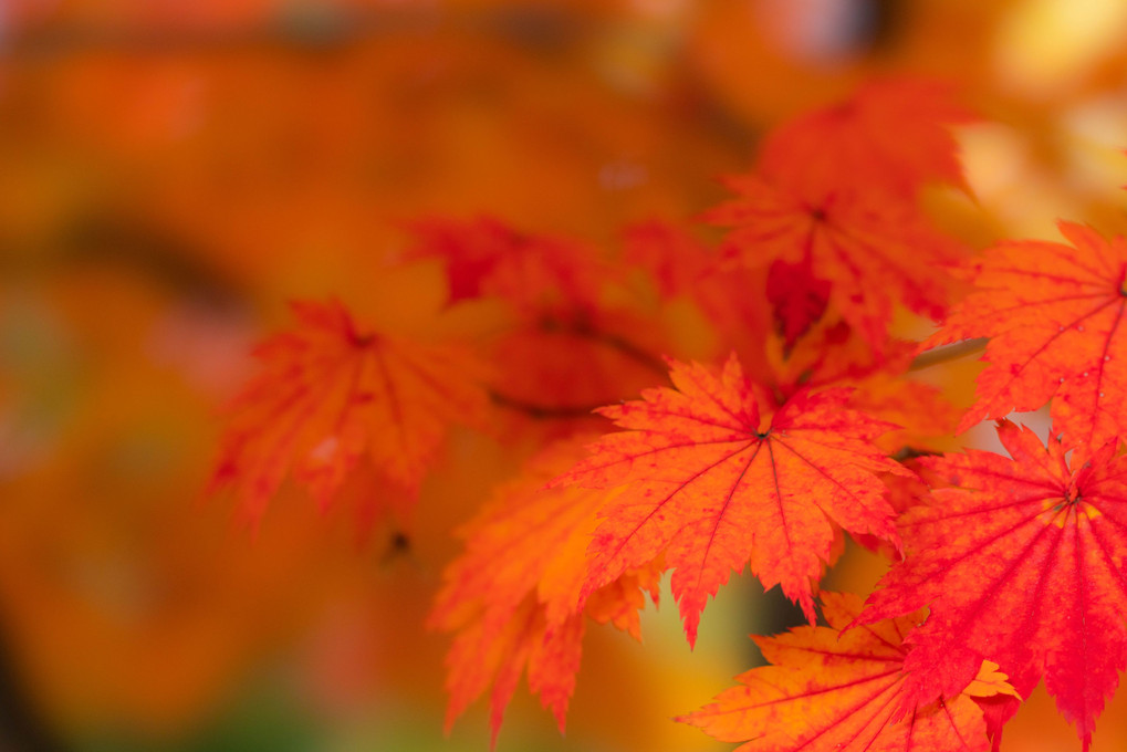 Autumn that turns red