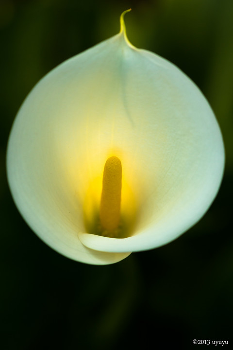 花ランタン うゆゆさん Acafe Aの写真投稿サイト ソニー 花ランタン うゆゆさん Acafe Aの写真投稿サイト ソニー