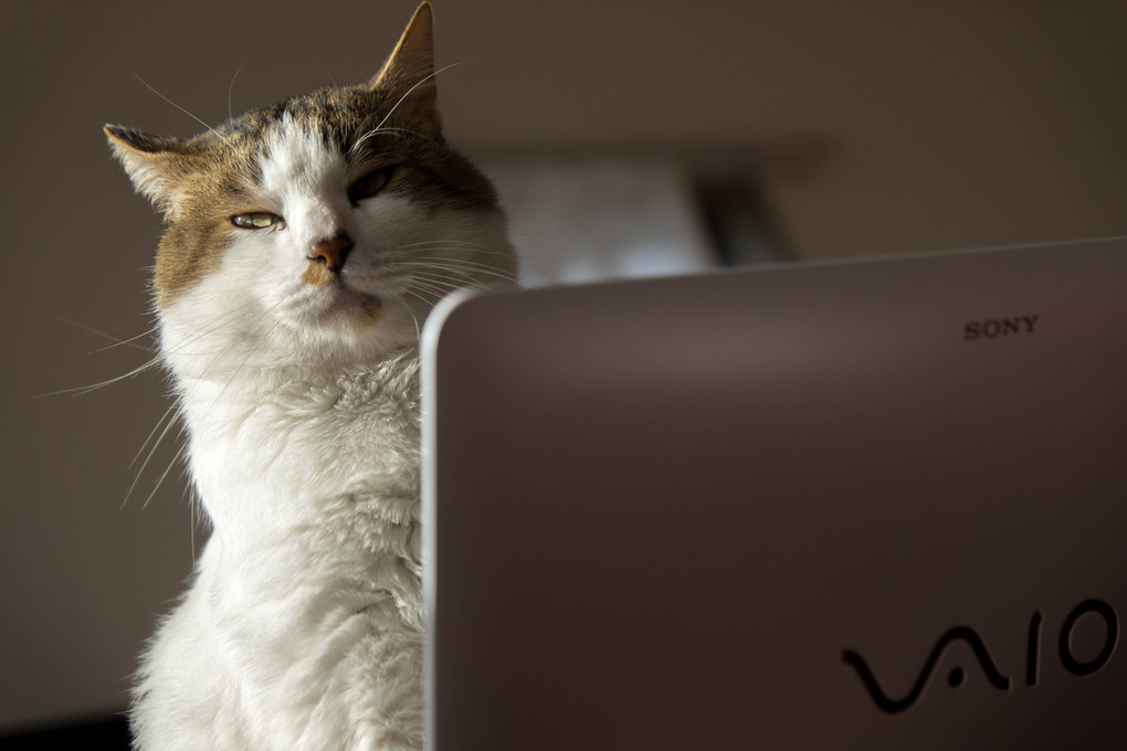 休日、PCで仕事中に飼い主からカメラを向けられ、面倒ながらもダンディな目線をくれる猫